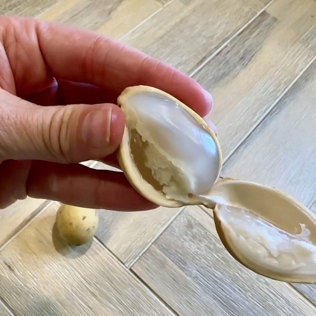 Langsat fruit being peeled open, exposing the translucent white flesh