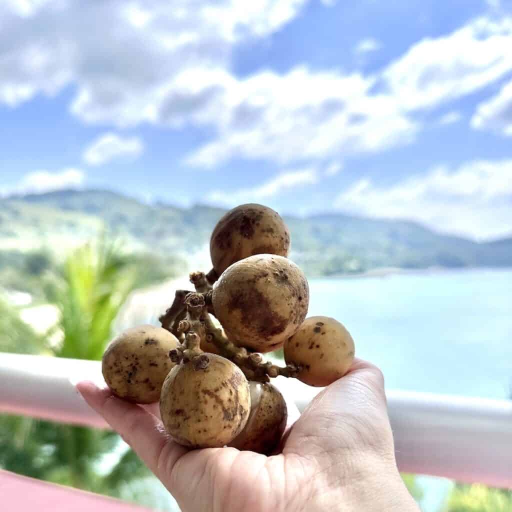 a girls hand holding a bunch of longan fruit with a Thailand beach in the background