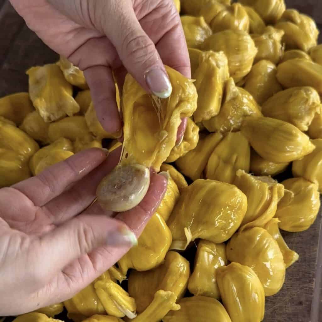 australian girl living in malaysia showing how to cut open a cempedak and eat the cempedak seeds