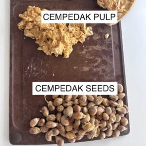 cempedak seeds